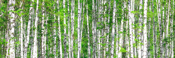 panoramic-aluminium-print-the-birch-forest-panorama