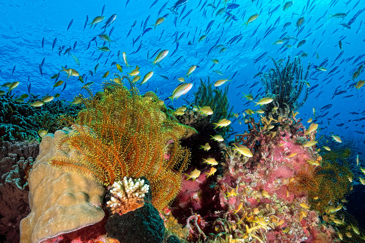aluminium-print-reef-at-cabilao-x