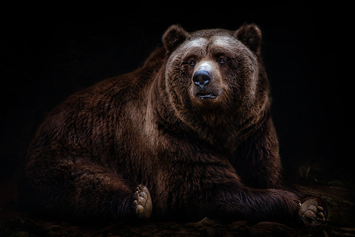 aluminium-print-bear-portrait-xav