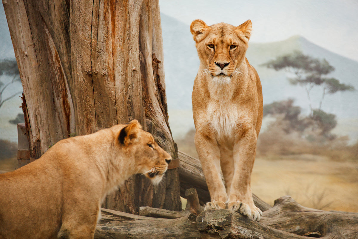 poster-print-lions-in-africa