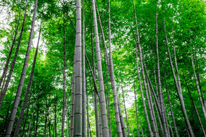 3-piece-canvas-print-bamboo-forest