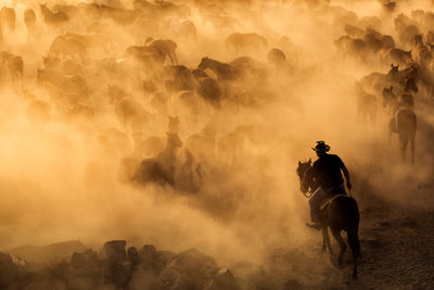 poster-print-cappadocia-wild-horses-x