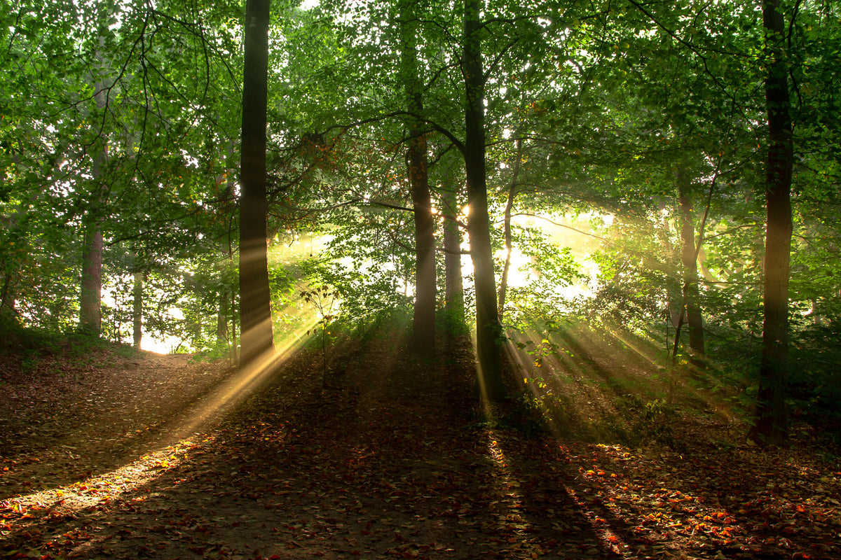 3-piece-canvas-print-sun-in-the-forest