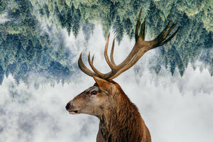 canvas-print-the-deer-and-the-woods-x