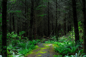 canvas-print-wild-forest