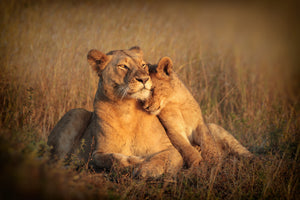 framedposter-print-feline-family-x