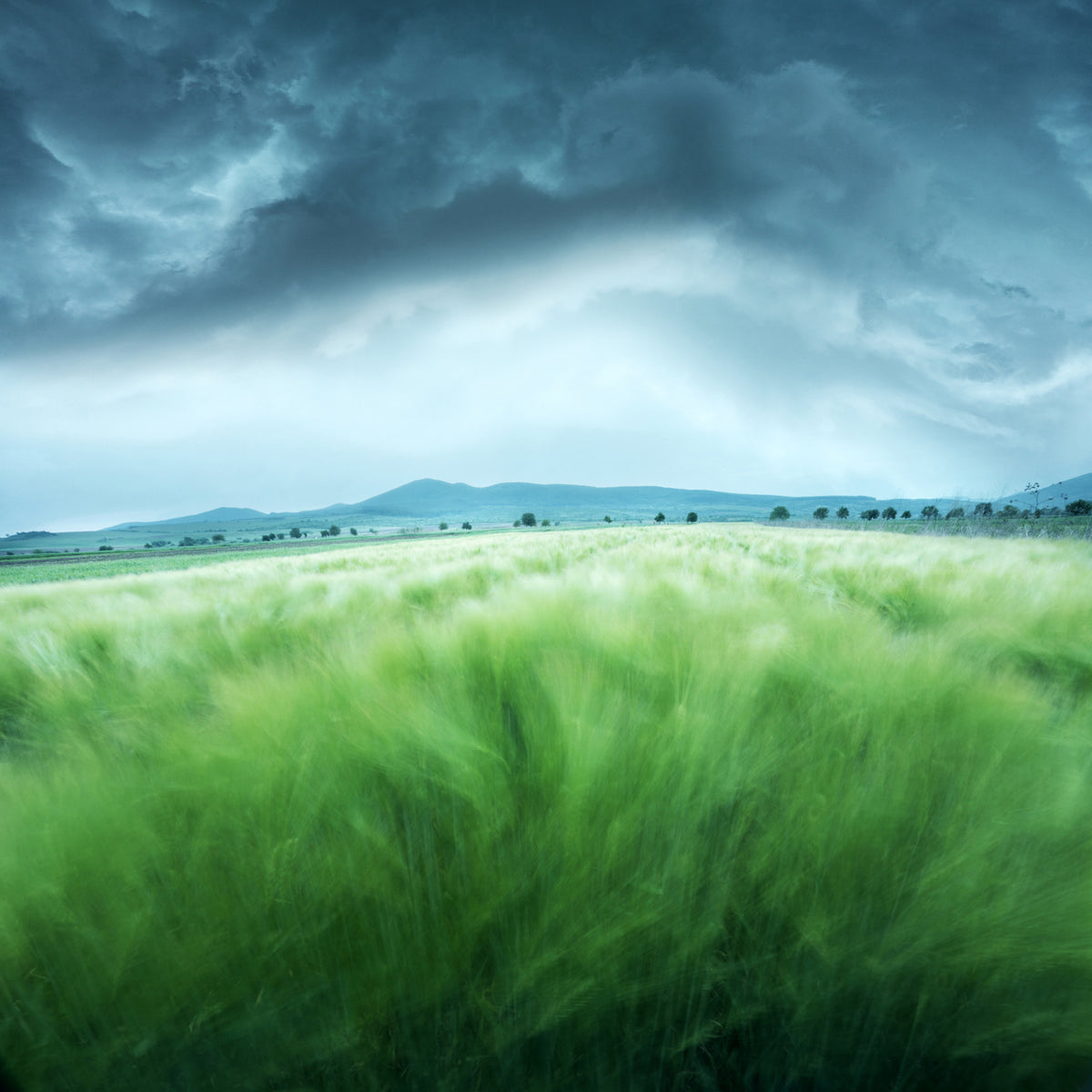 4-piece-canvas-print-barley-field