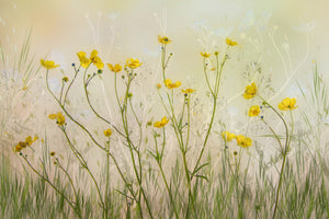 acrylic-print-good-morning-xid