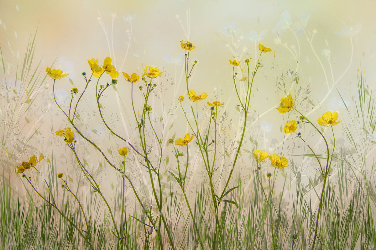 acrylic-print-good-morning-xid