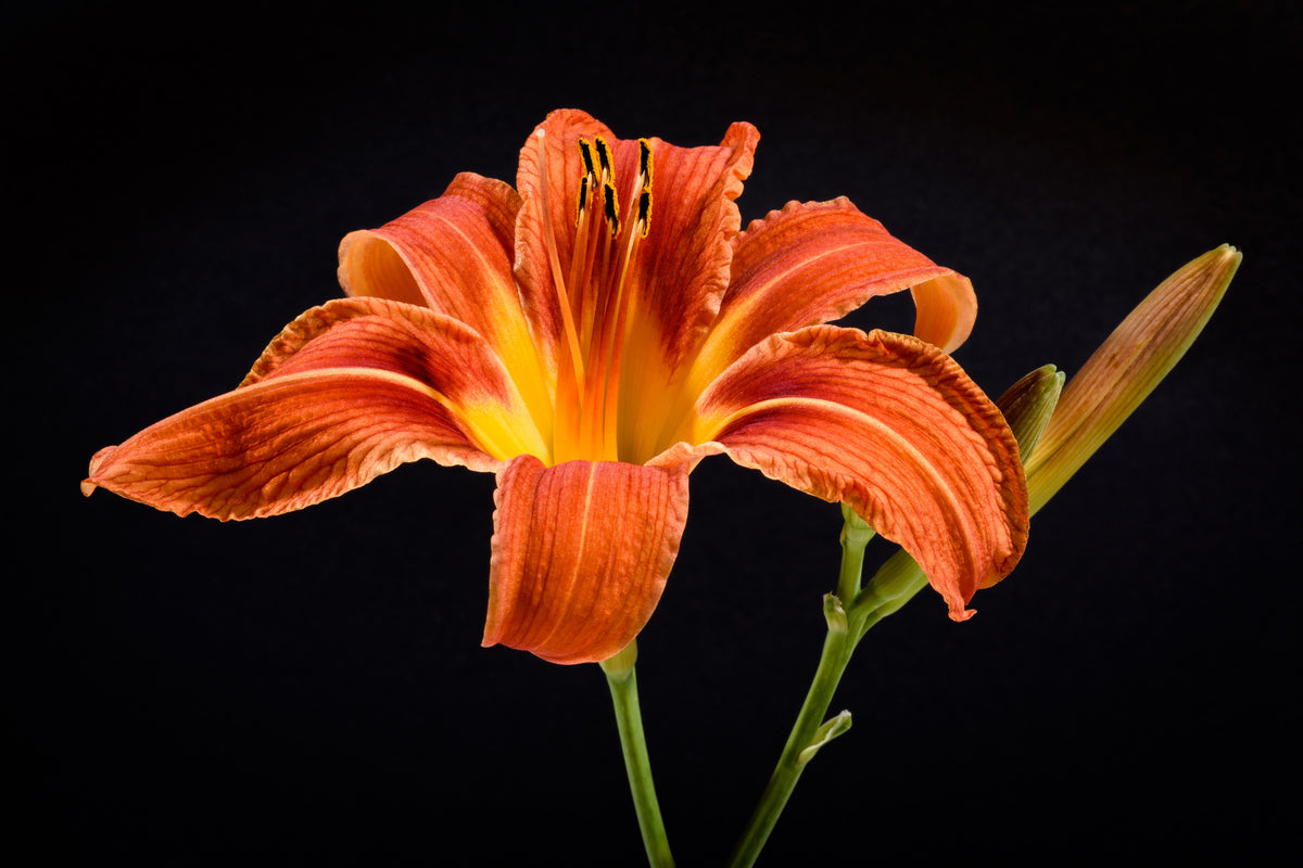 framedposter-print-a-lily-flower-in-orange