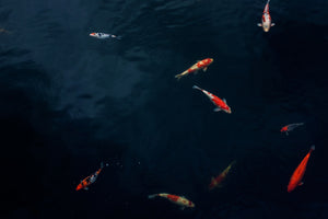 canvas-print-fish-in-the-pond
