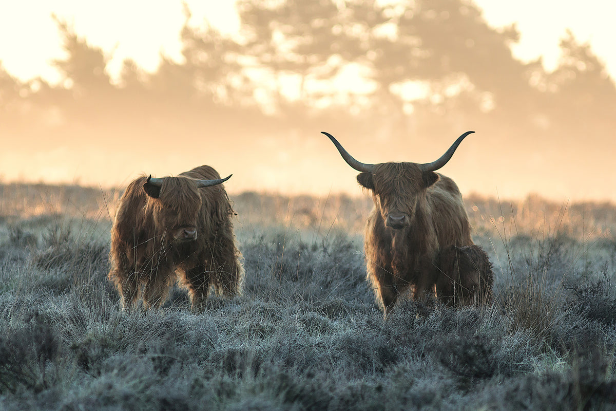 framedposter-print-three-highlanders-x