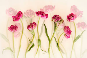 poster-print-tulips-xgj