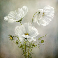 poster-print-cosmos-charm