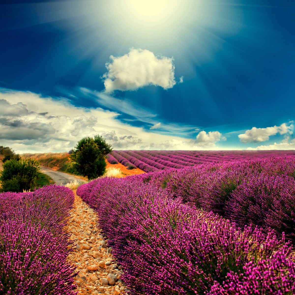 9-piece-aluminium-print-the-lavender-valley