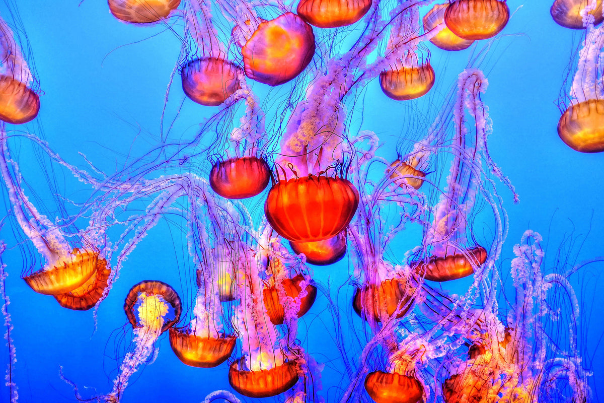 3-piece-aluminium-print-colorful-jellyfish