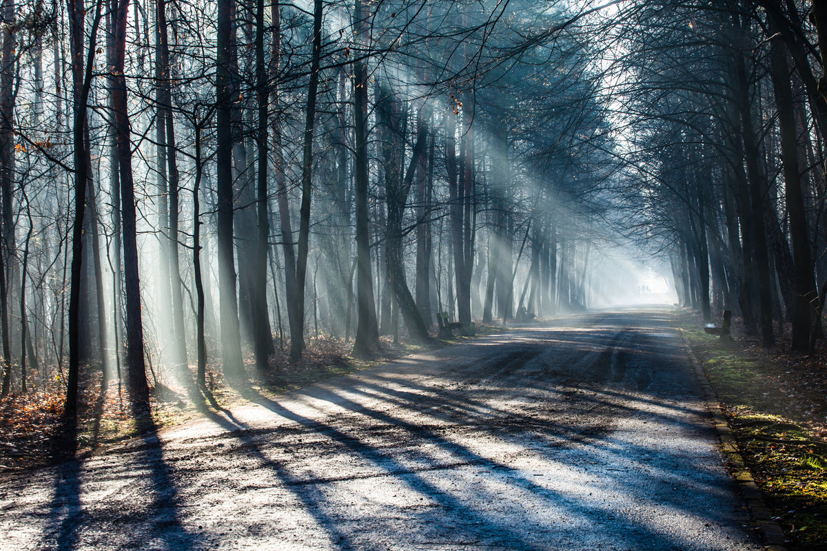 acrylic-print-forest-in-the-light-beam