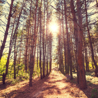 4-piece-aluminium-print-light-at-the-end-of-the-forest-path