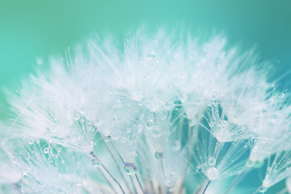 3-piece-acrylic-print-close-up-dandelion-in-morning-dew