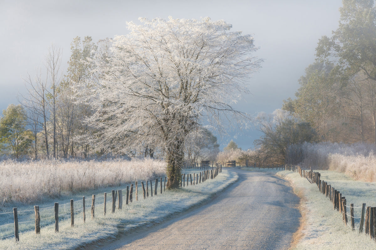 canvas-print-a-frosty-morning