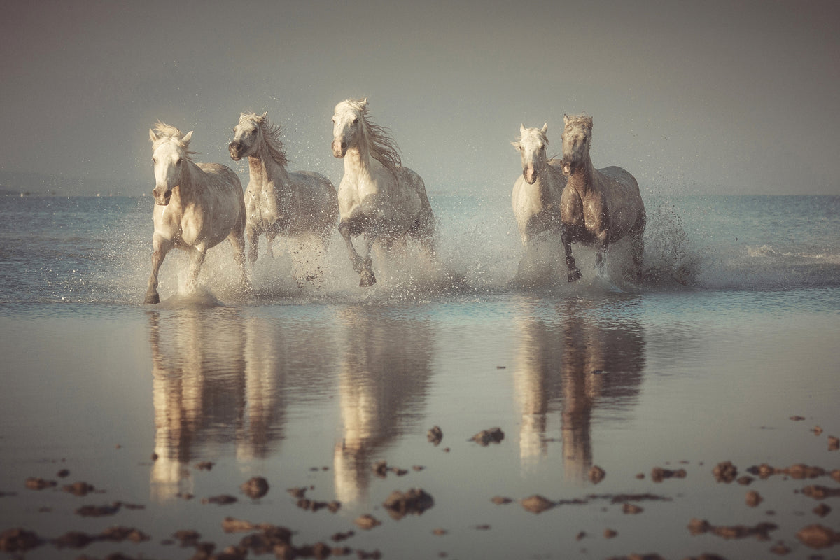 canvas-print-camargue-horses-x