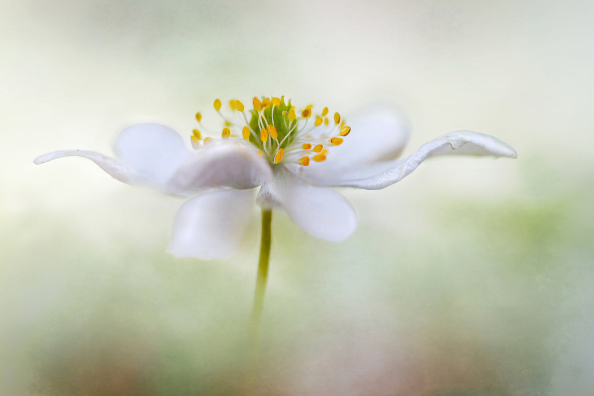framedcanvas-print-nemorosa