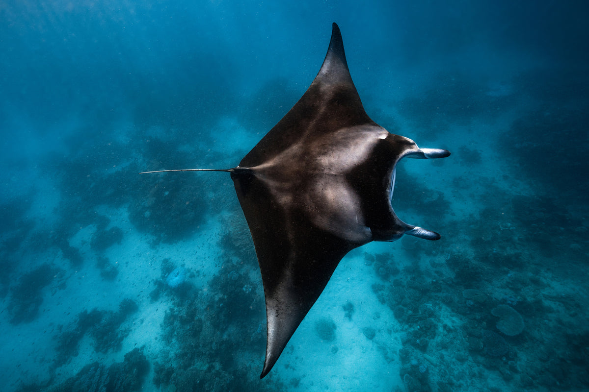 3-piece-canvas-print-manta-fly
