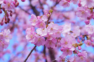 poster-print-gorgeous-cherry-blossom