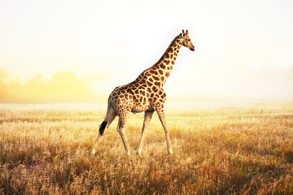 framedcanvas-print-the-giraffe