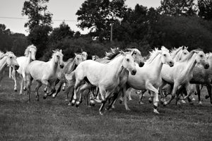 acrylic-print-the-mustang-herd