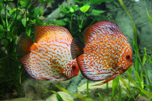 framedcanvas-print-2-fish