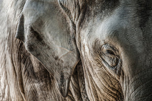 canvas-print-close-up-elephant