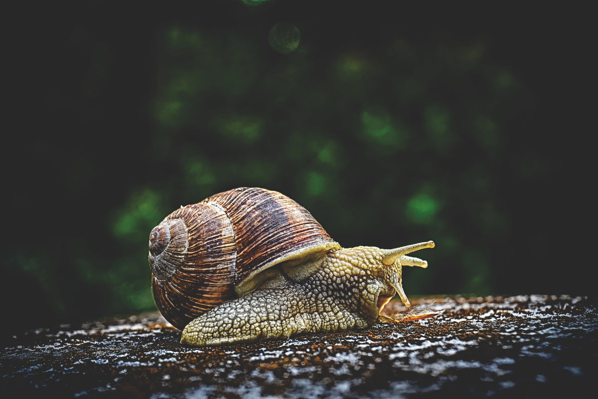 canvas-print-snail-xxl