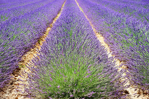 canvas-print-the-lavender-field