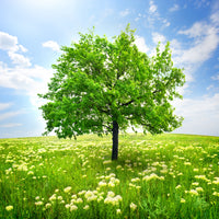 9-piece-canvas-print-the-tree