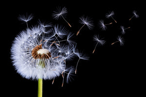 aluminium-print-dandelion-blowing