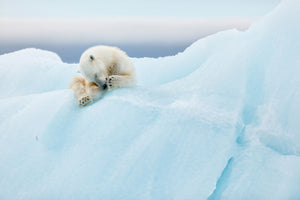 poster-print-polar-bear-grooming