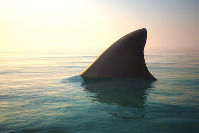 poster-print-shark-fin