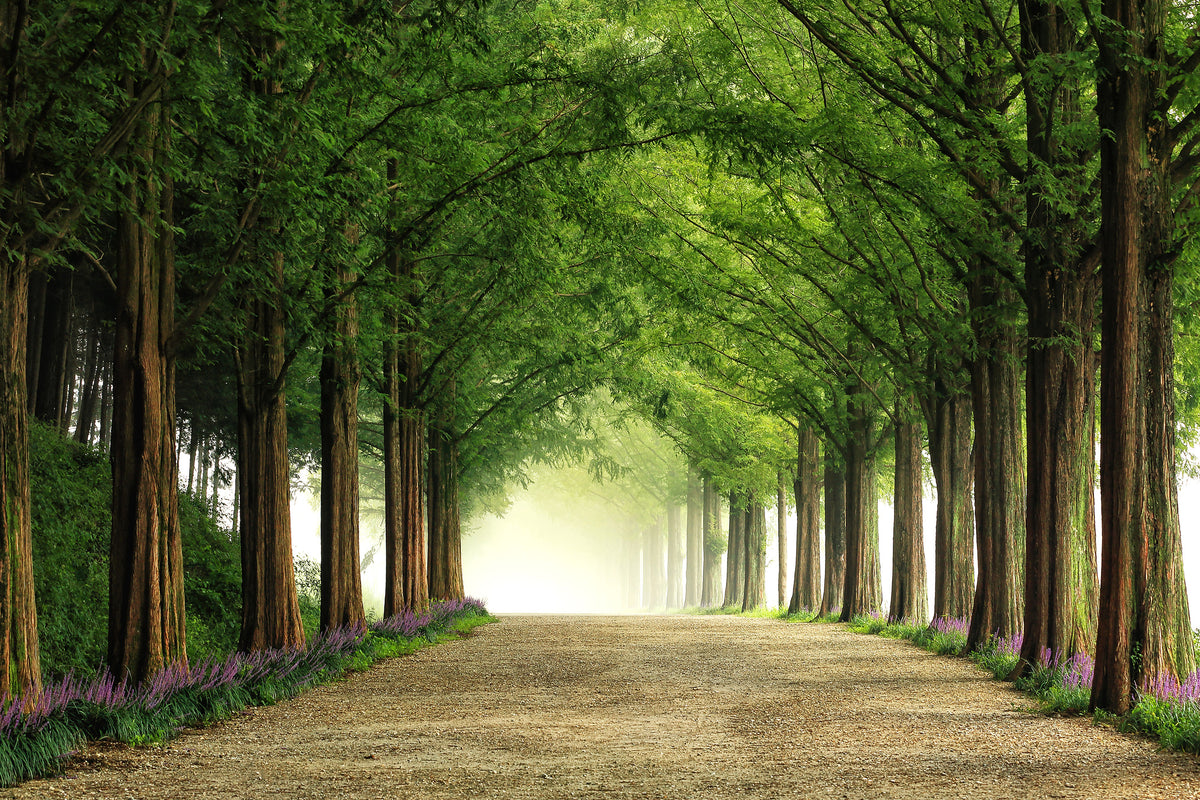 framedposter-print-metasequoia-road-x