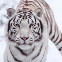 acrylic-print-the-king-tiger