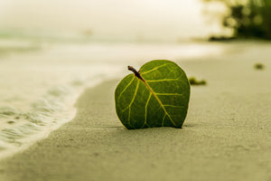 3-piece-canvas-print-beach-leaf