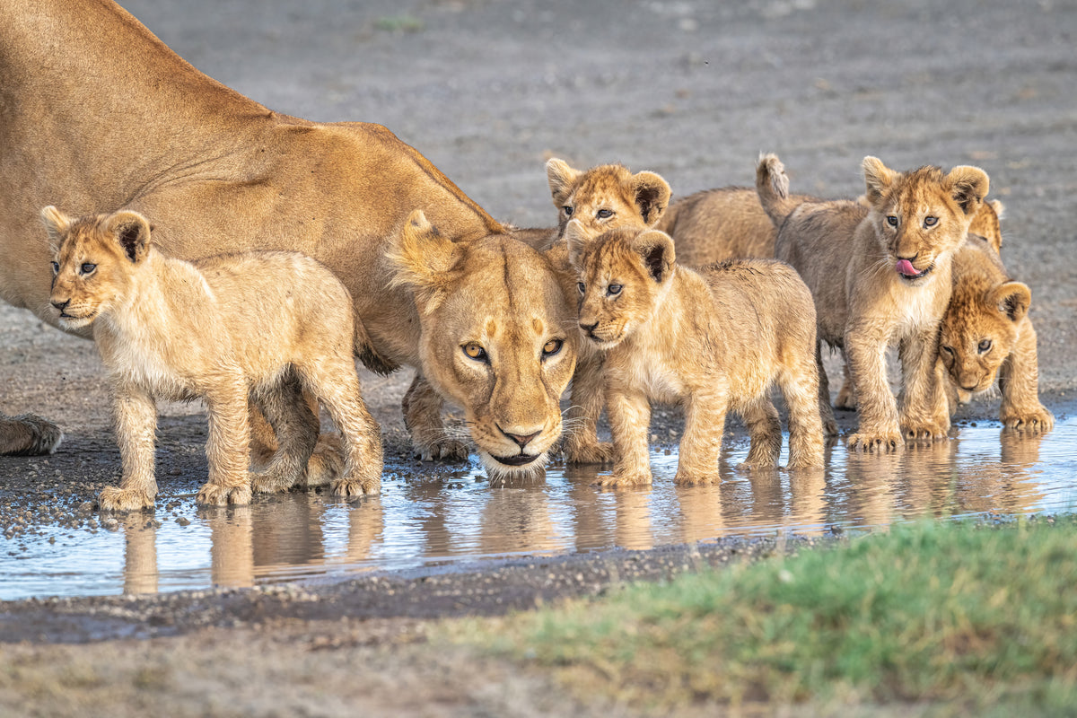 poster-print-wariness-at-the-water-hole-x