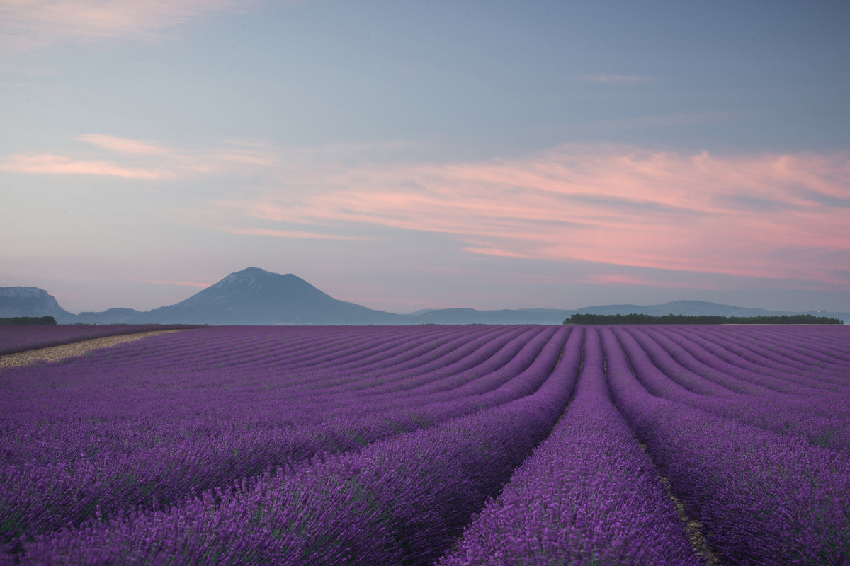 framedcanvas-print-lavender-field