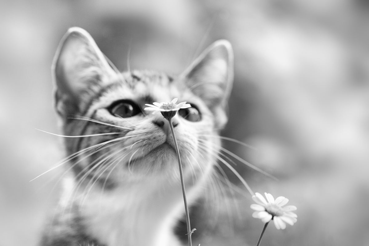 3-piece-aluminium-print-curious