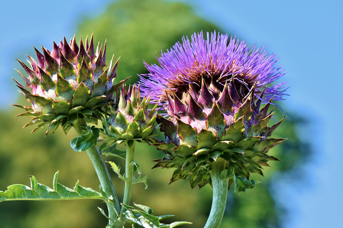 3-piece-aluminium-print-the-artichoke-xl