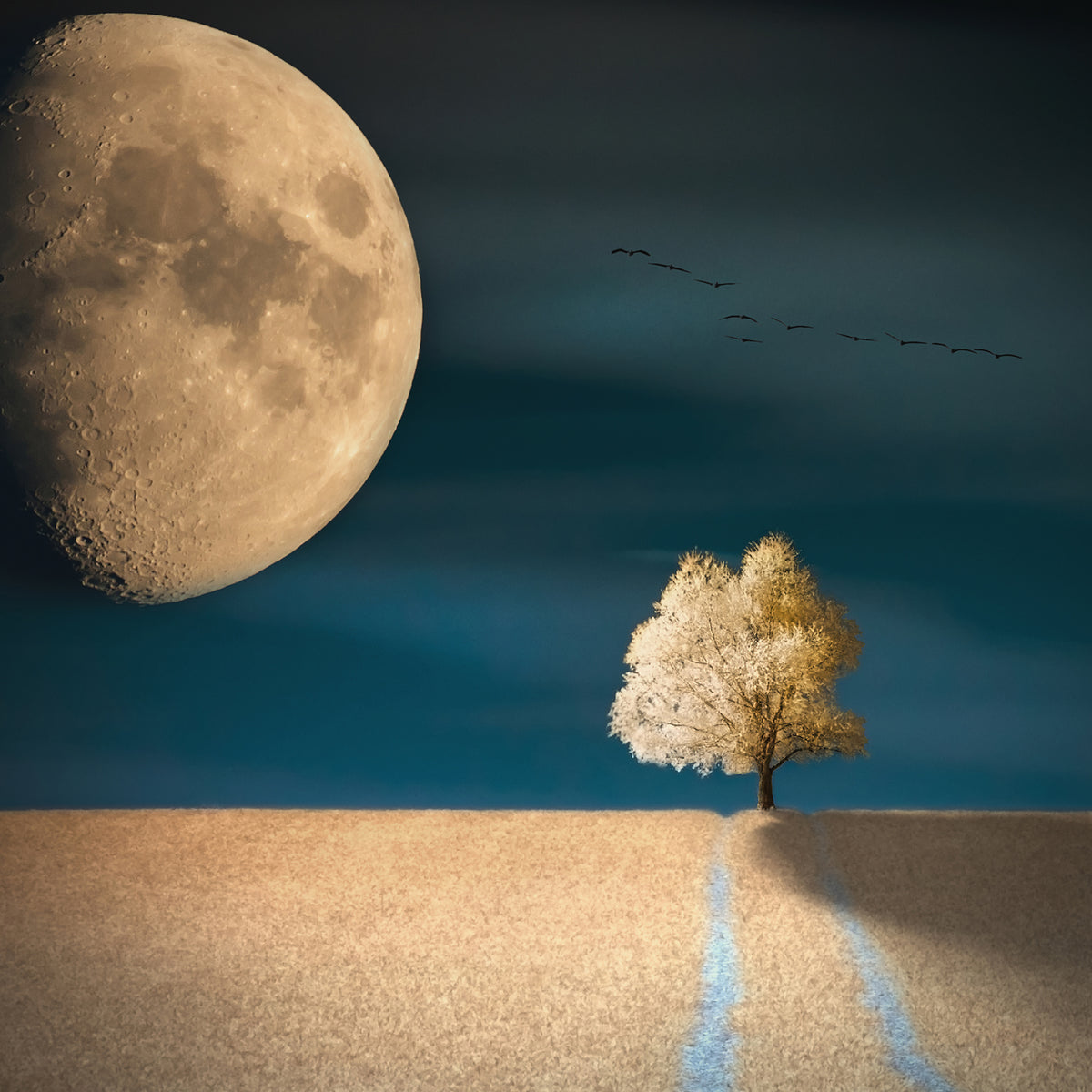 canvas-print-gmo