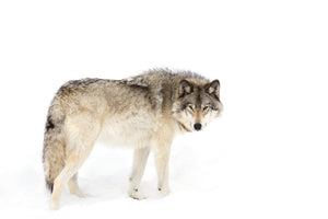 acrylic-print-canadian-timber-wolf