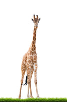 poster-print-the-long-giraffe