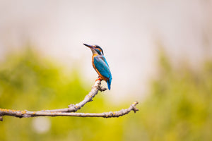 3-piece-canvas-print-the-kingfisher