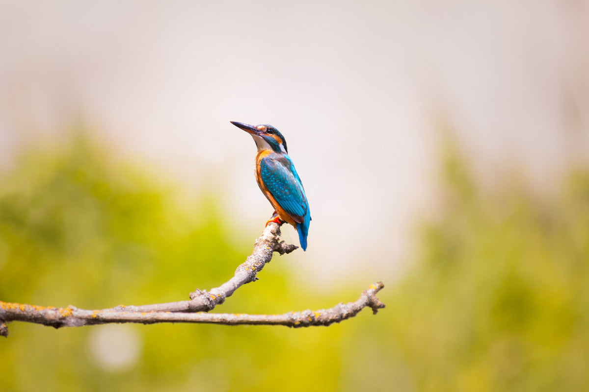 3-piece-canvas-print-the-kingfisher